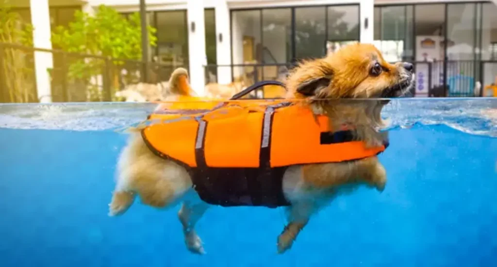 Teaching your dog to swim