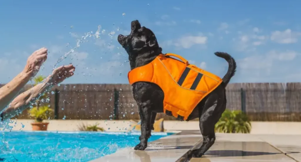 Teaching your dog to swim