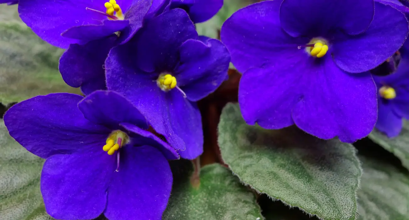 Violeta Africana