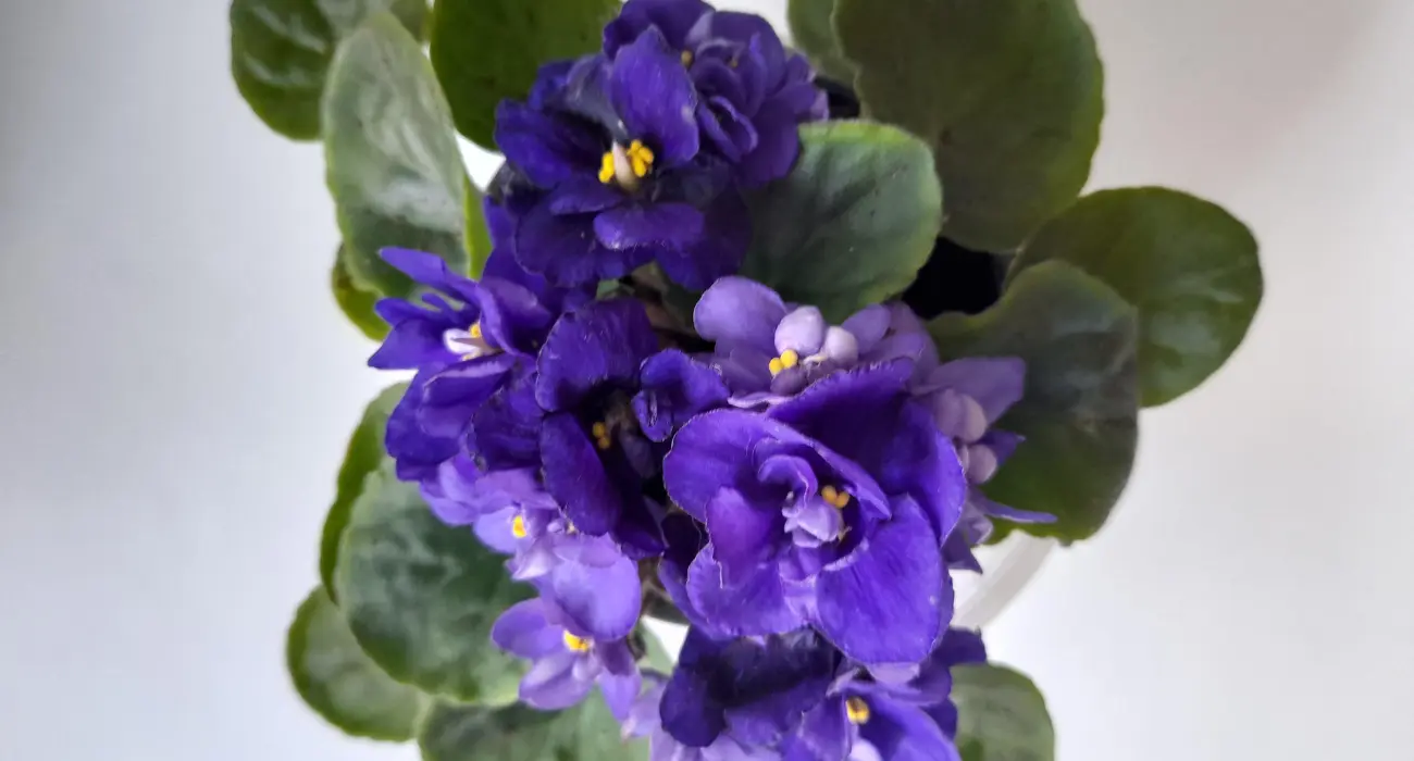 Violeta Africana
